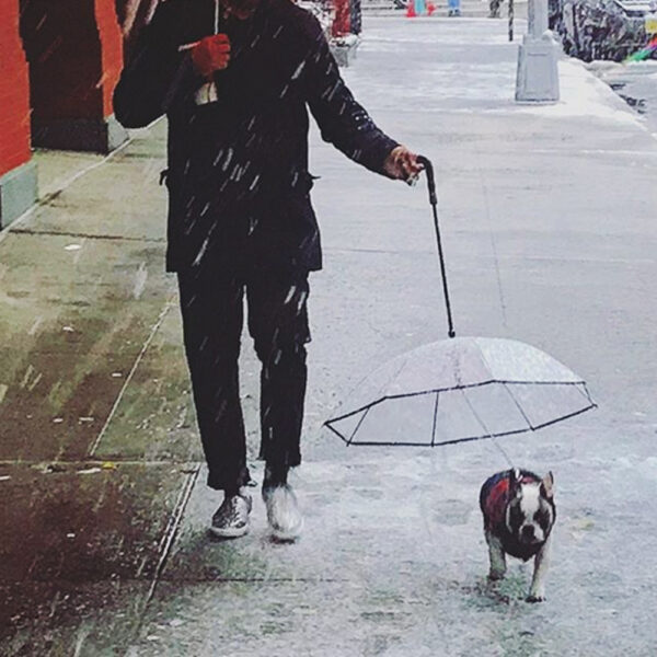 Transparent Pet Umbrella for Cats and Dogs