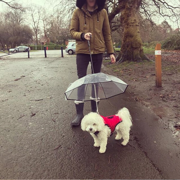 Transparent Pet Umbrella for Cats and Dogs - Image 4